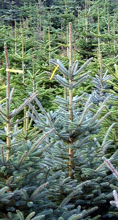 Tanne in Delbrück