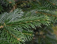 Nordmann